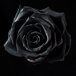 Black Rose